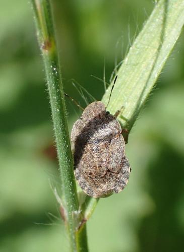 Sciocoris homalonotus